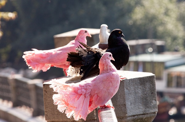 一个重要的 一个重要的